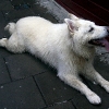 This dog was the size of a Smart Car