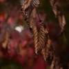 IMG_2767
