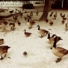 duckattack