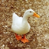 duckling