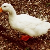 ducktastic