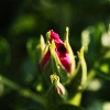 flower1