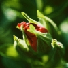 flower2
