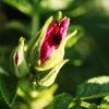 flower3