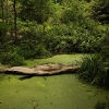 greenpool2