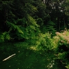 pond