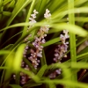 purpflower2