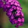 purpleflower
