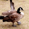 sadgoose