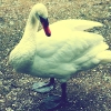 swan