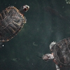 turtles