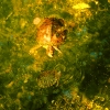 turtlewater