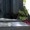 Grave Cat Is Missing Half a Tail
