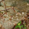 Prickles