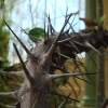 More Prickles