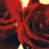 rose1