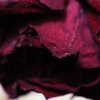 rose10