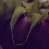 rose11