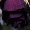 rose12