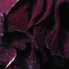 rose13