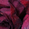 rose14