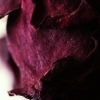 rose16