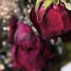 rose17