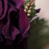 rose18