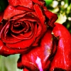 rose6