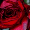 rose7