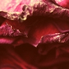rose8
