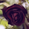 rose9