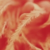 feather