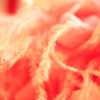 feather2