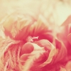 feather4