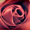 roseweave